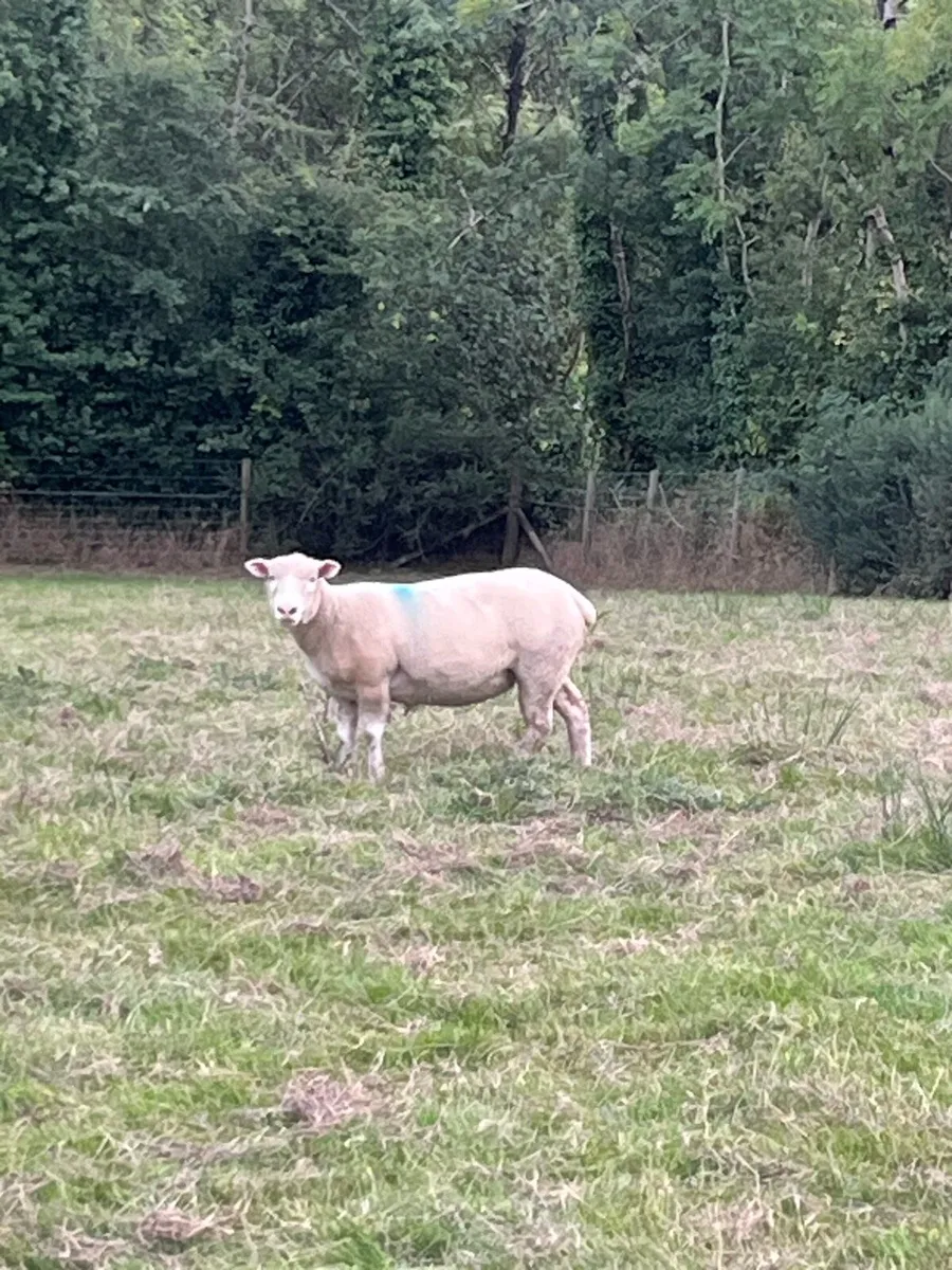 Dorset hoggots - Image 1