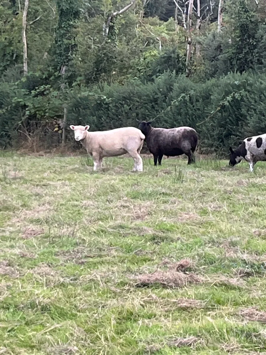 Dorset hoggots - Image 2
