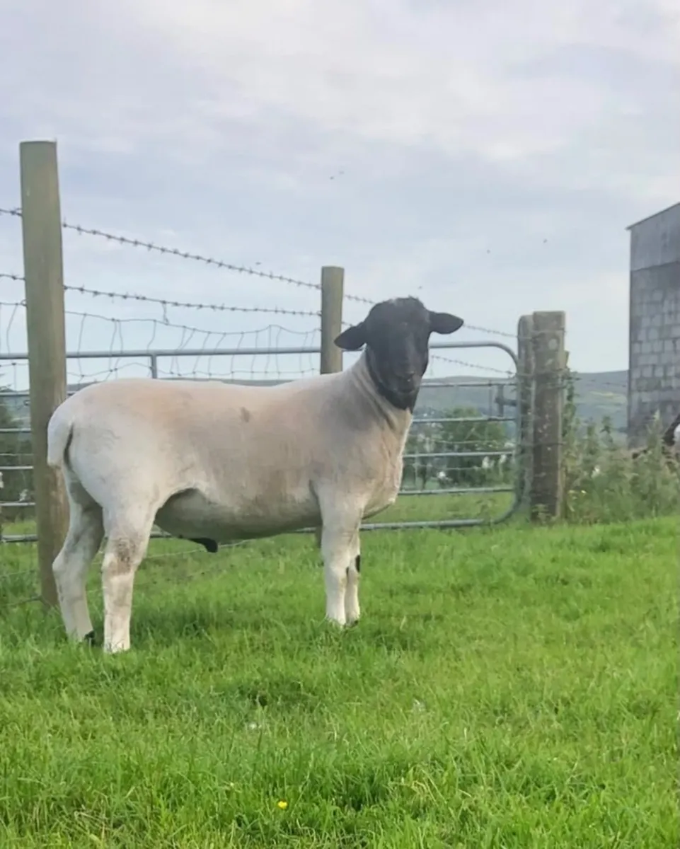 Dorper Rams