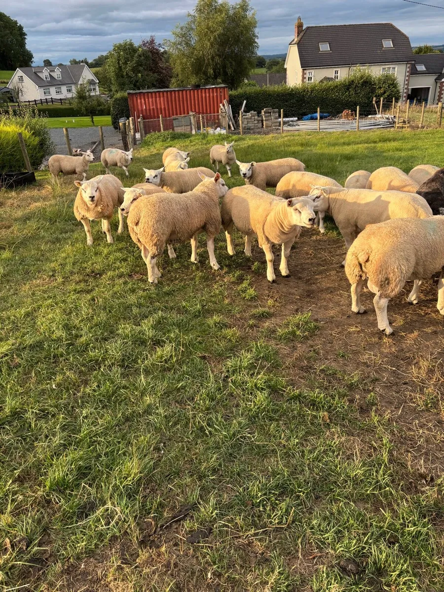 SIS pedigree texel rams - Image 3
