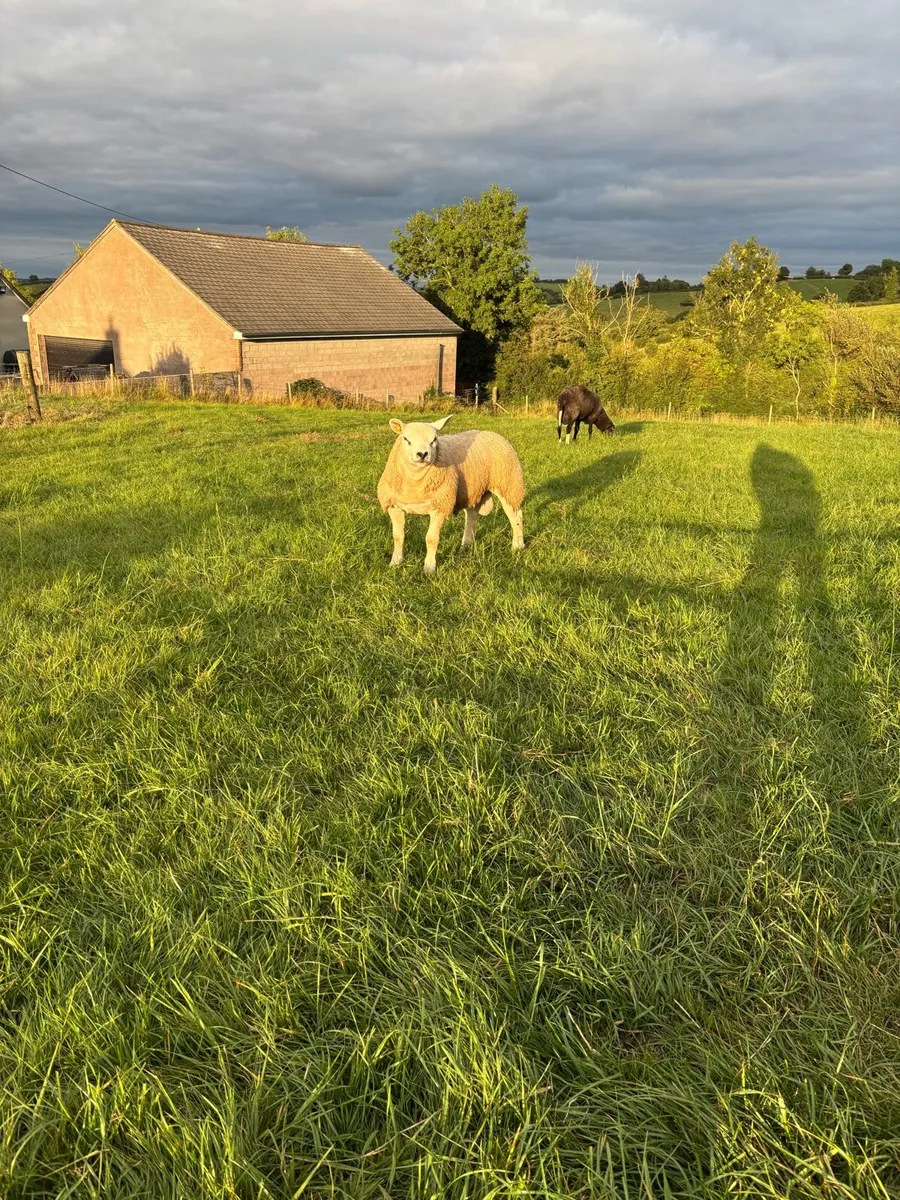 SIS pedigree texel rams - Image 4
