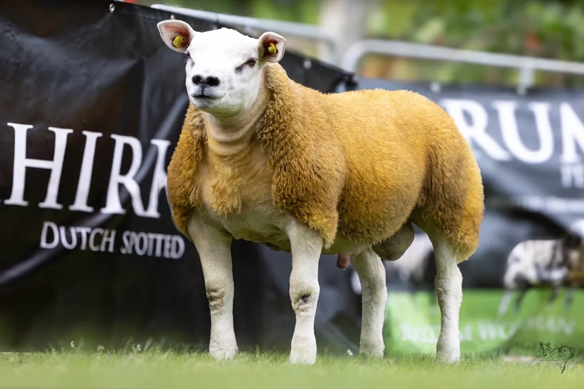 SIS pedigree texel rams - Image 1