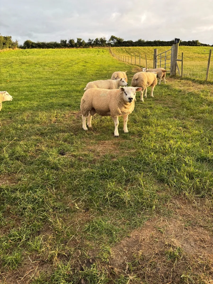 SIS pedigree texel rams - Image 2