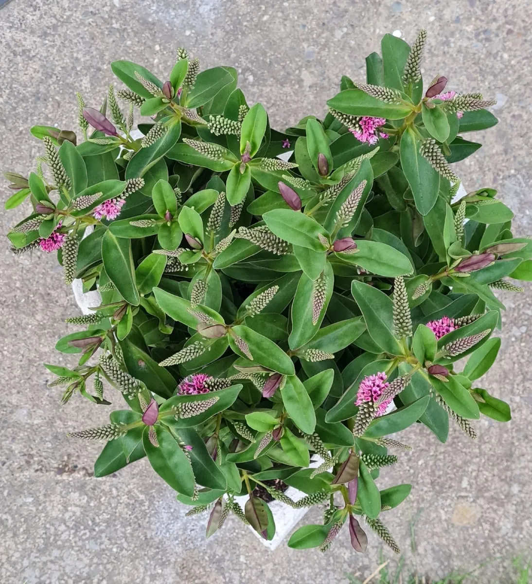 Heart shape flower pot - Image 1