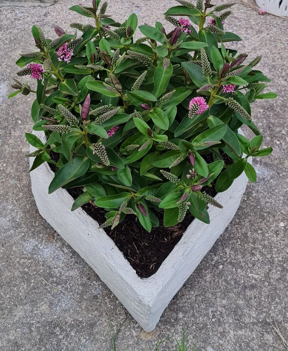 Heart shape flower pot - Image 2