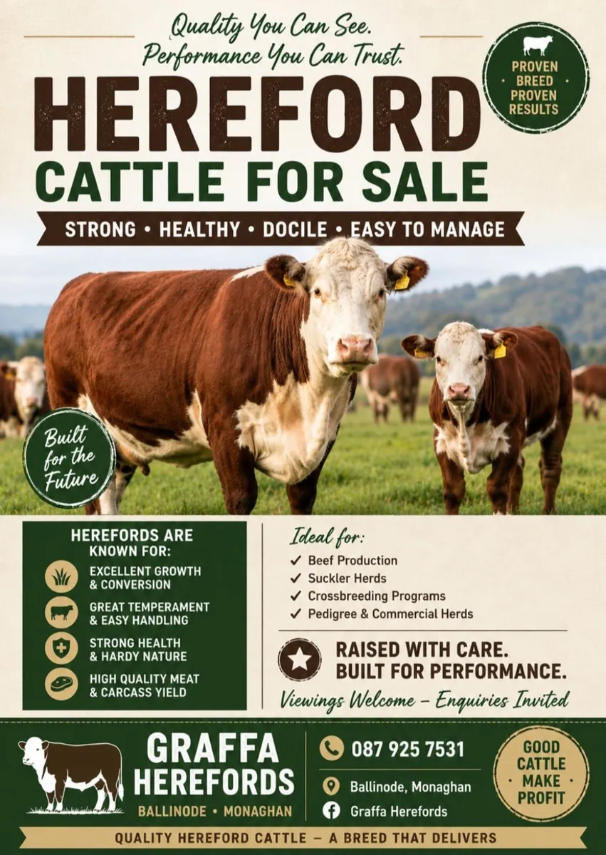 Pedigree Registered Hereford 1st calving heifer. - Image 1
