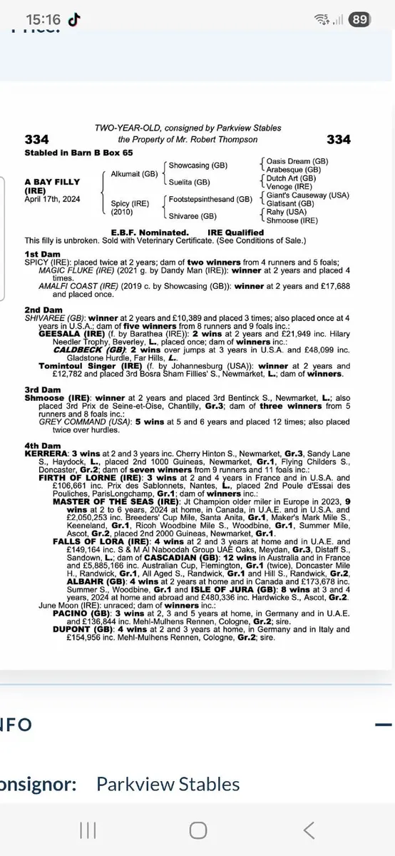 2 year old alkumait filly - Image 2