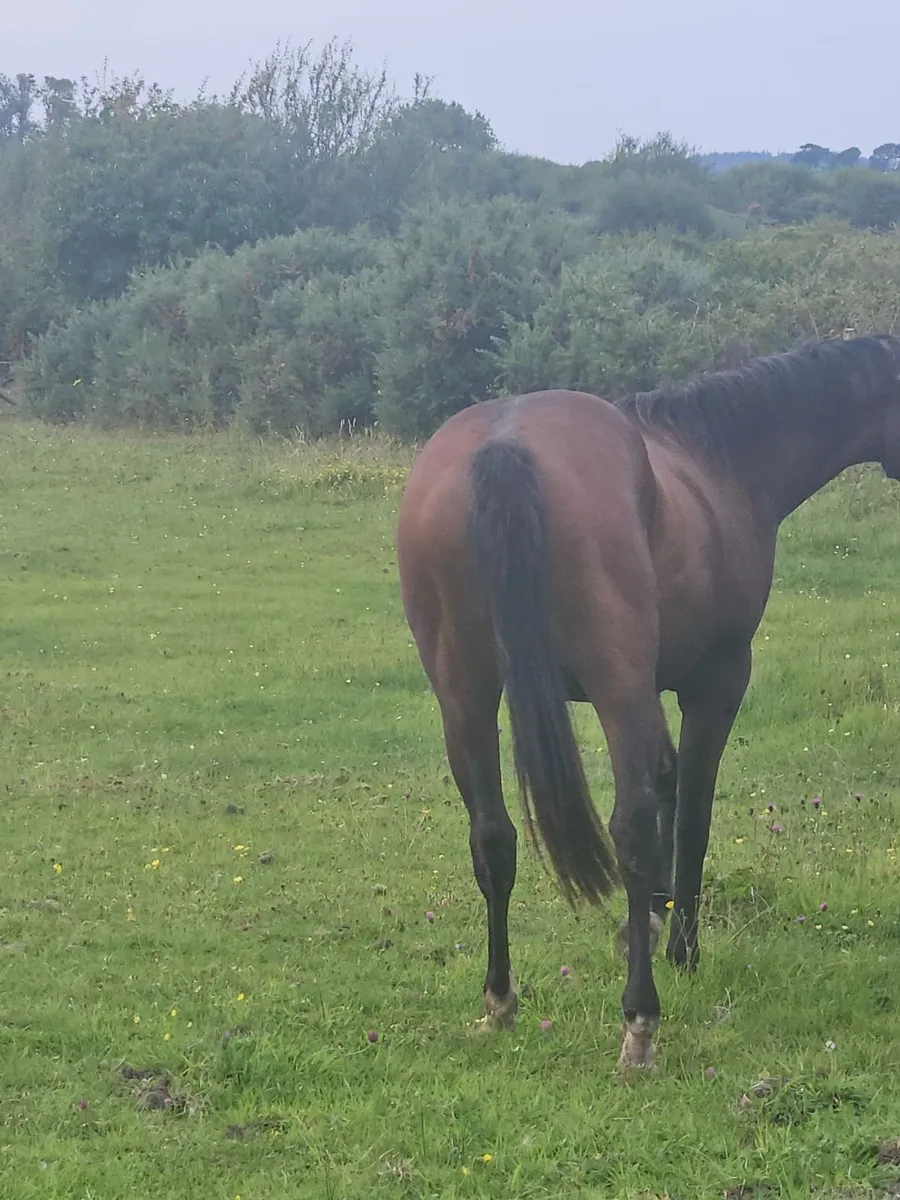 2 year old alkumait filly - Image 3