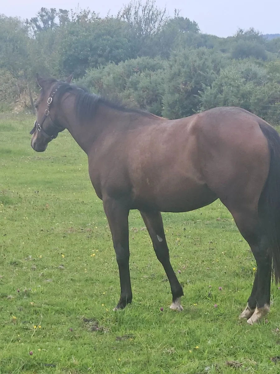 2 year old alkumait filly - Image 1
