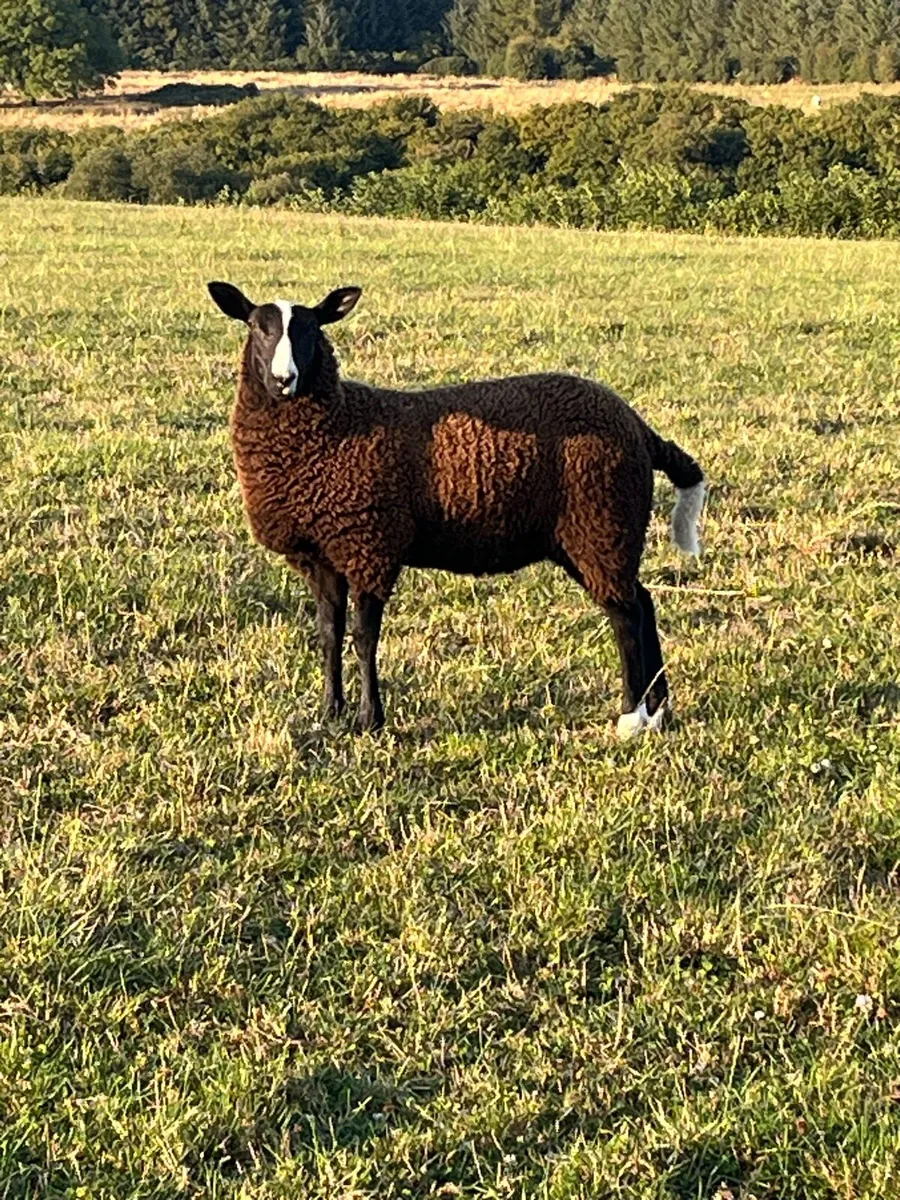 Pedigree Zwartbles Ewe Lamb - Image 1