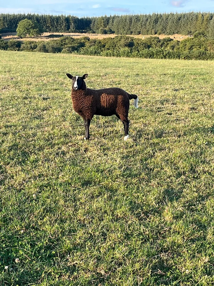 Pedigree Zwartbles Ewe Lamb - Image 2