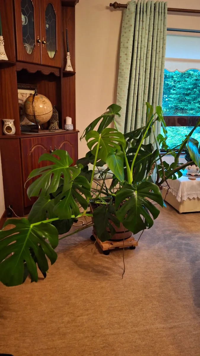 Plant - Image 2