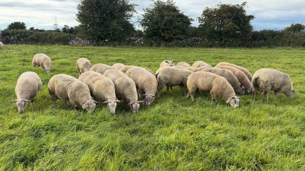 Charollais Rams - Image 1