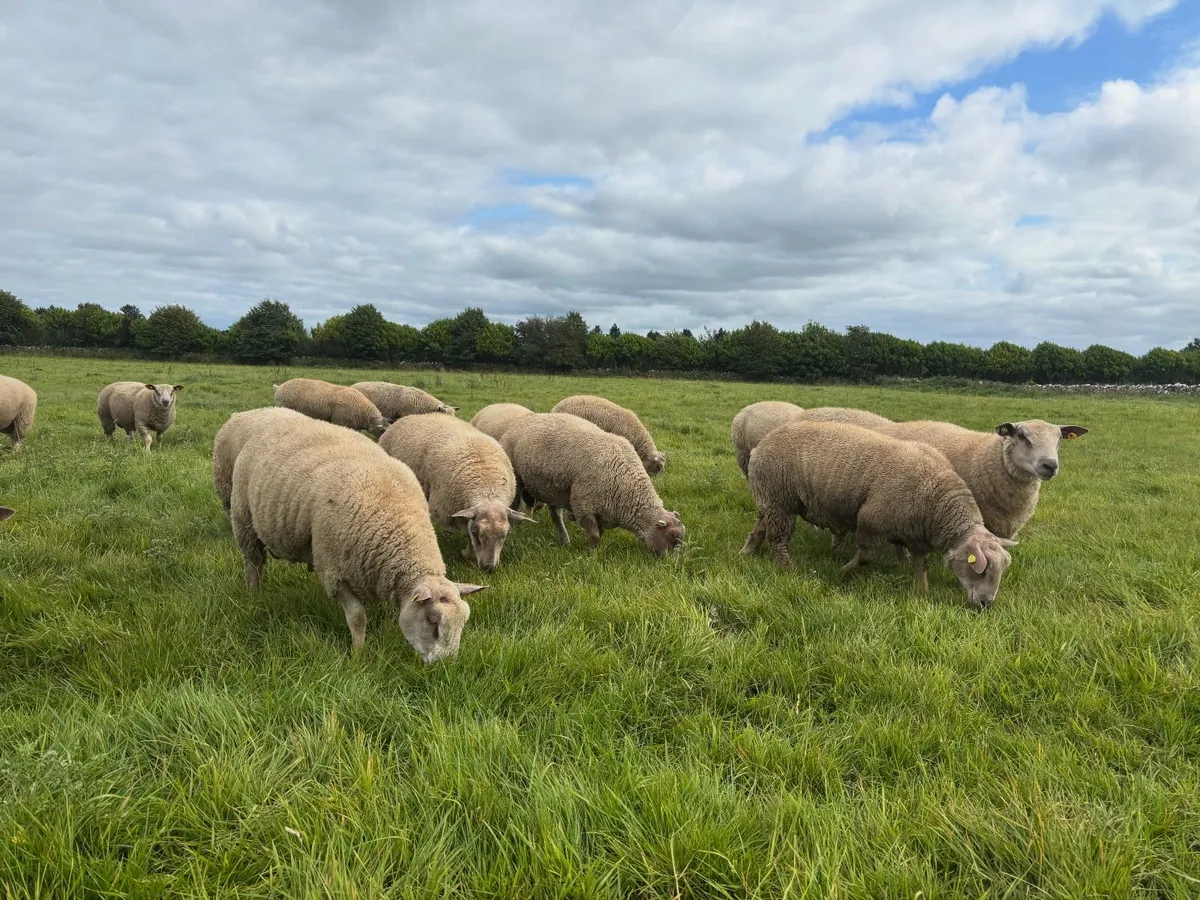 Charollais Rams - Image 2