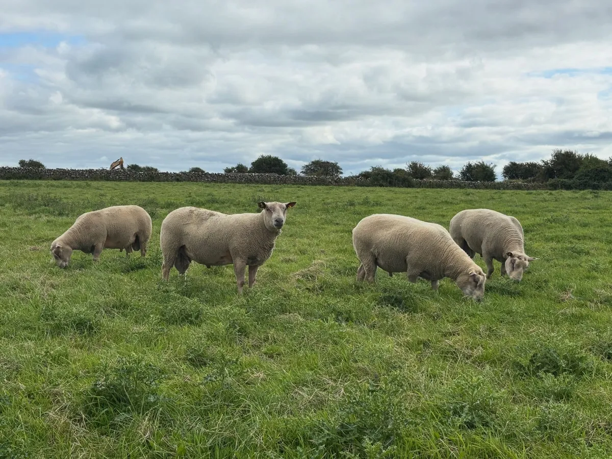Charollais Rams - Image 3
