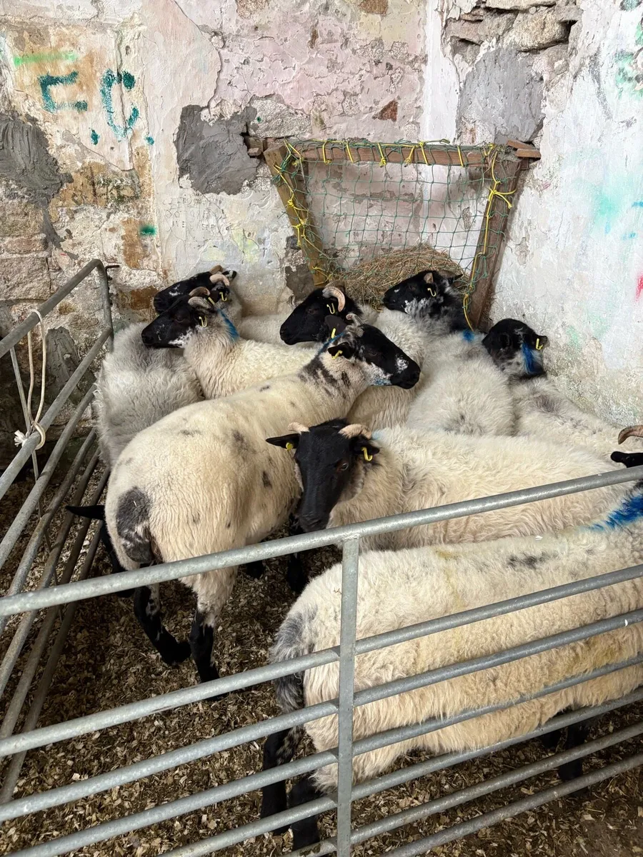 Hoggetts - Image 1
