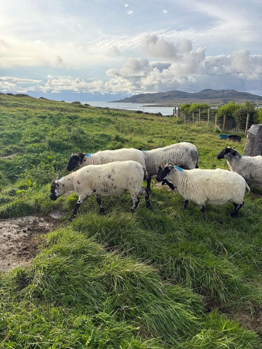 Hoggetts - Image 2