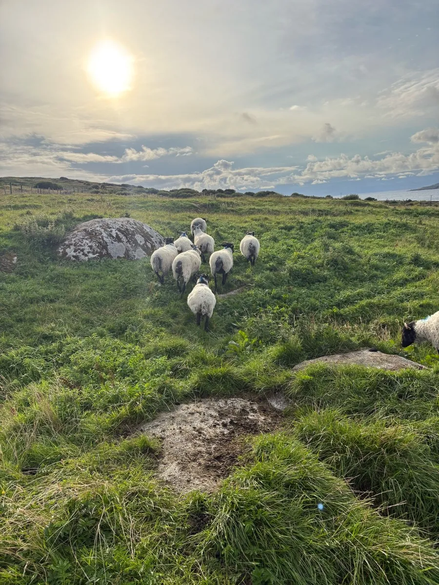 Hoggetts - Image 3