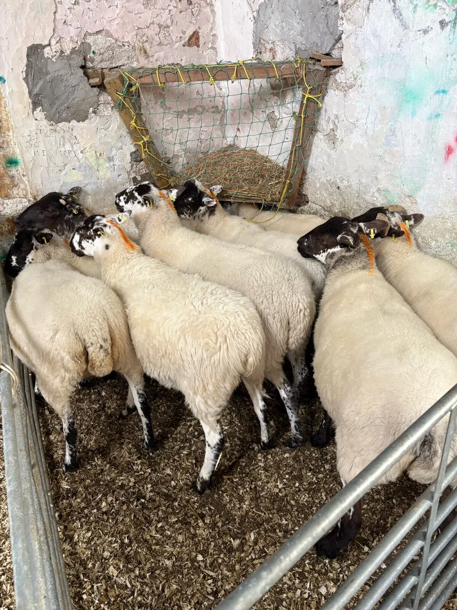 Hoggetts - Image 4