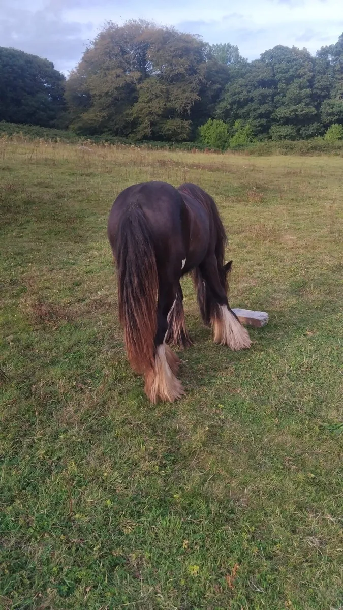 Cob - yearling filly - Image 3