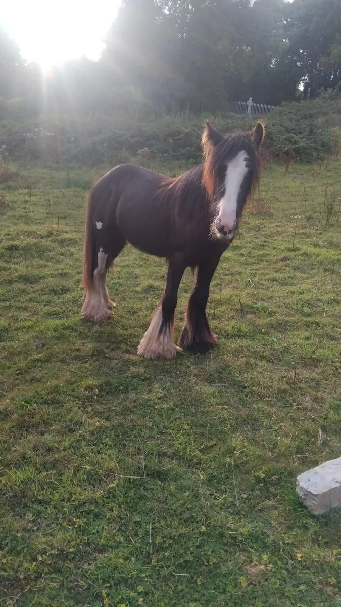 Cob - yearling filly - Image 4