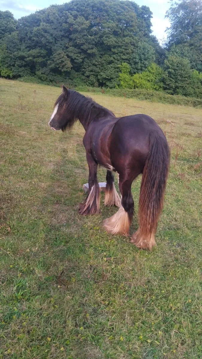 Cob - yearling filly - Image 1