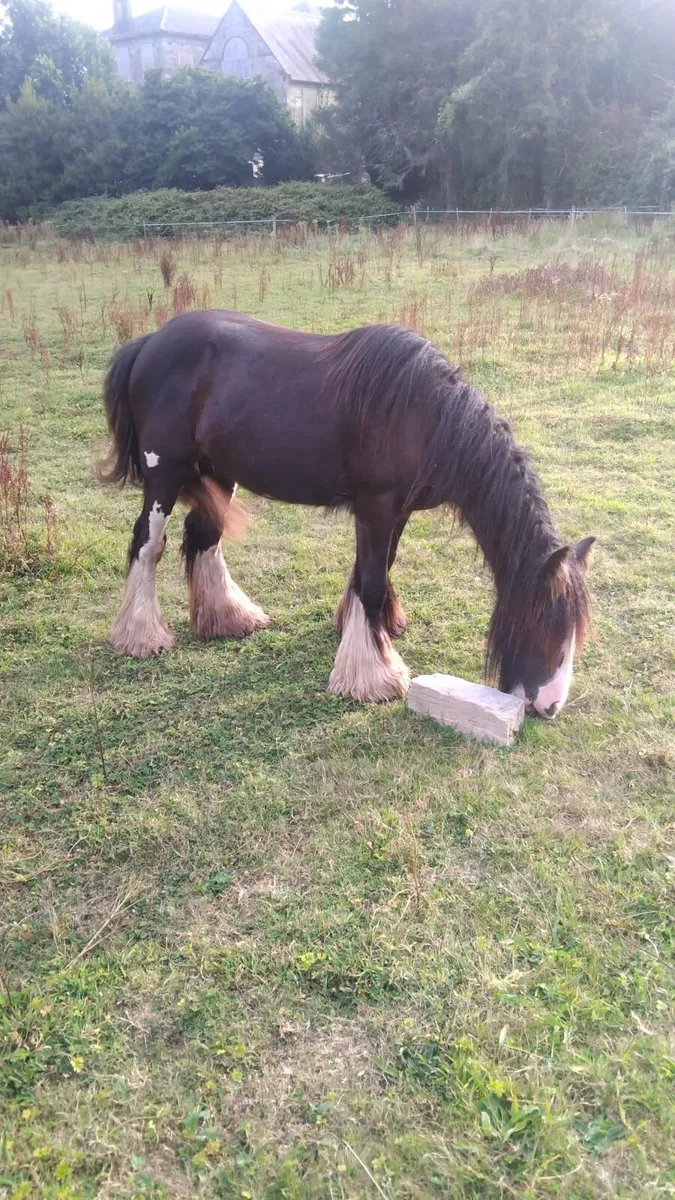 Cob - yearling filly - Image 2