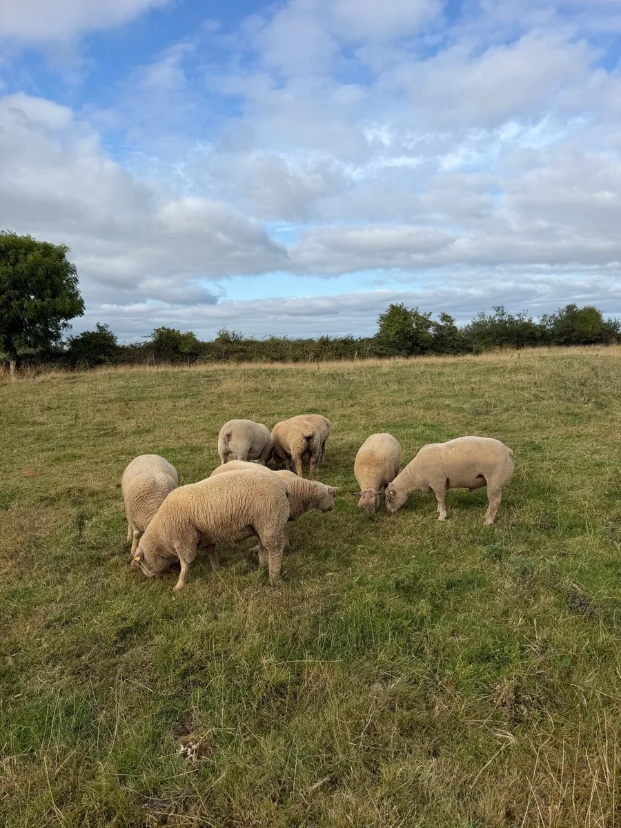 PBNR Charollais Rams - Image 2