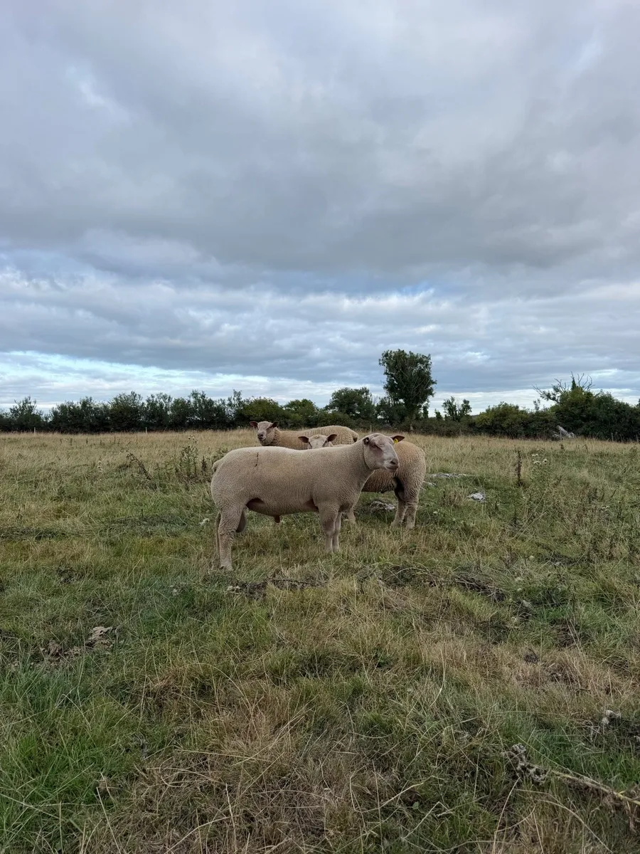PBNR Charollais Rams - Image 1