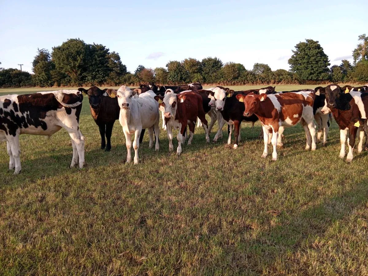 10 weanling bulls - Image 1