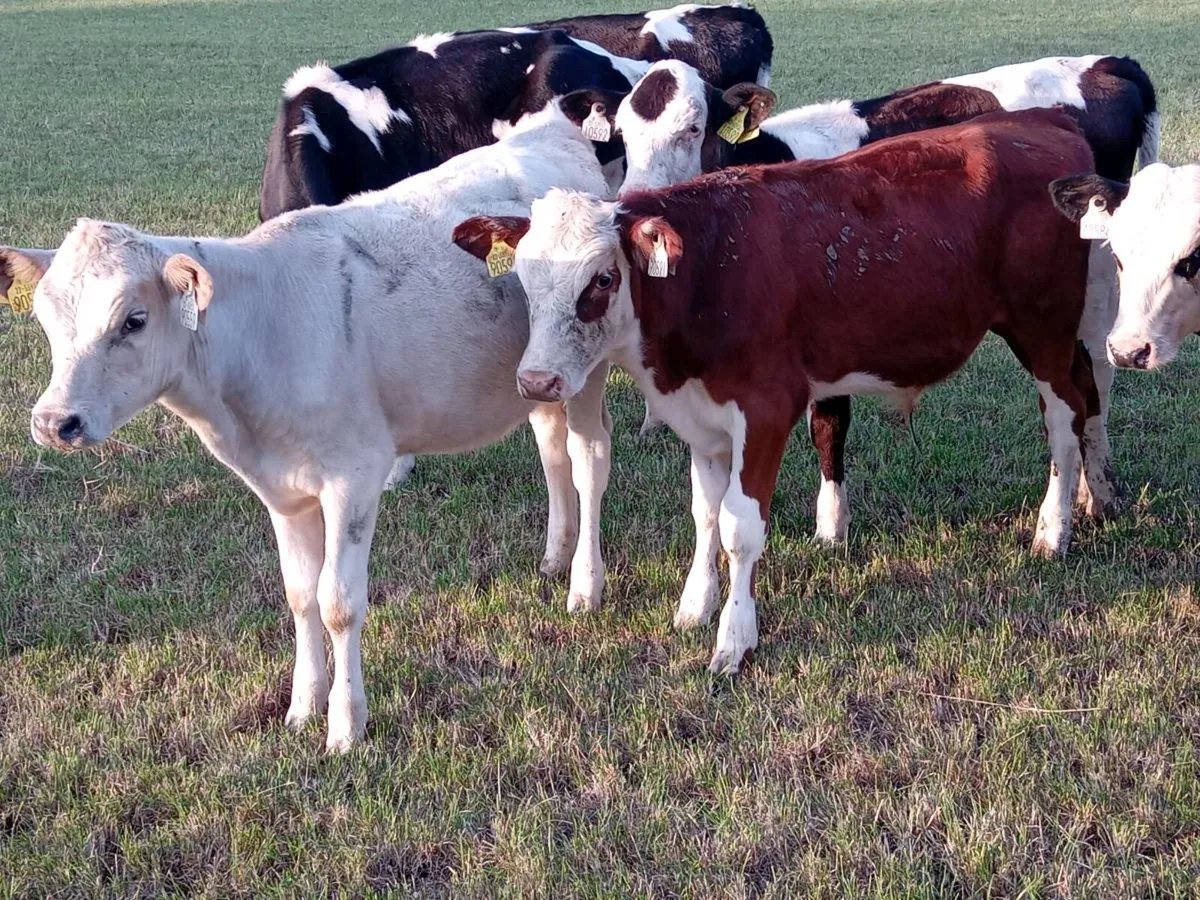 10 weanling bulls - Image 2