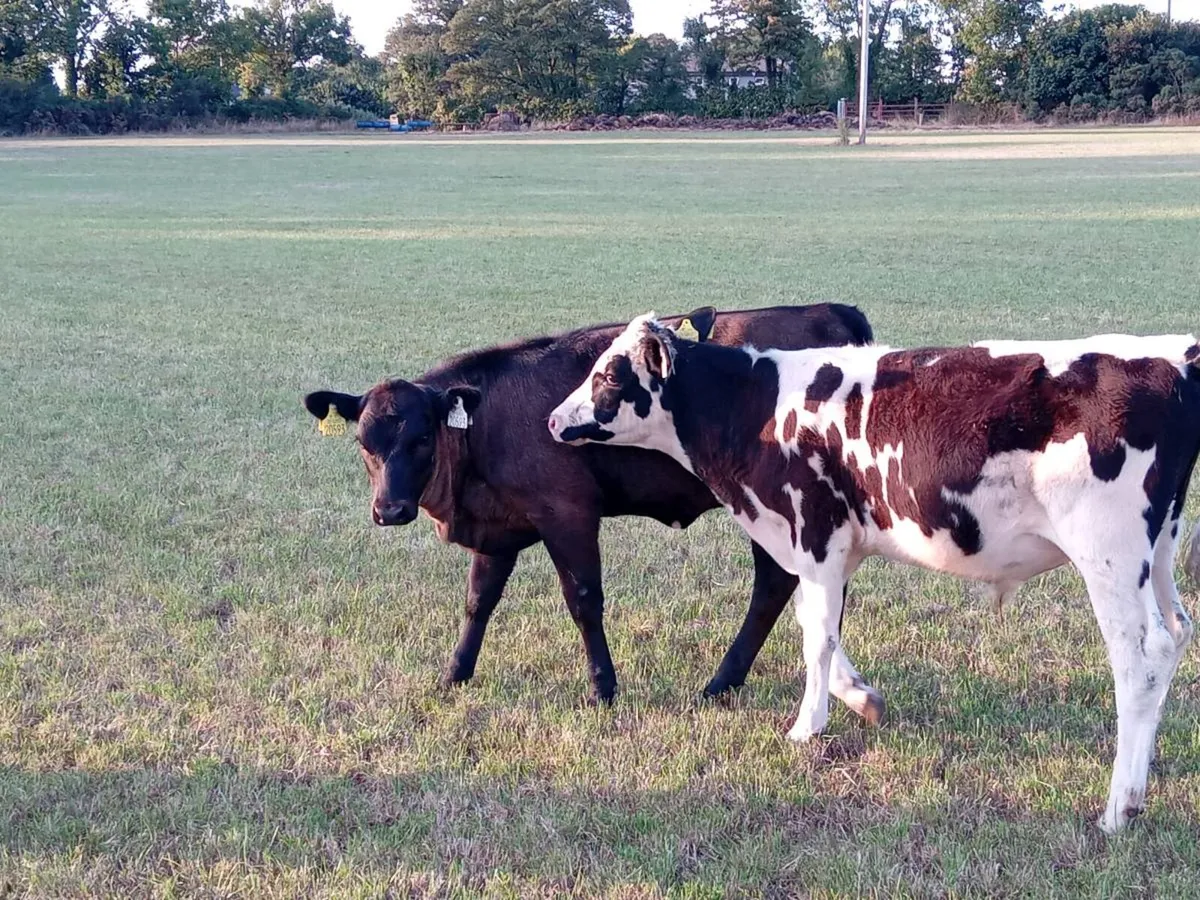 10 weanling bulls - Image 3