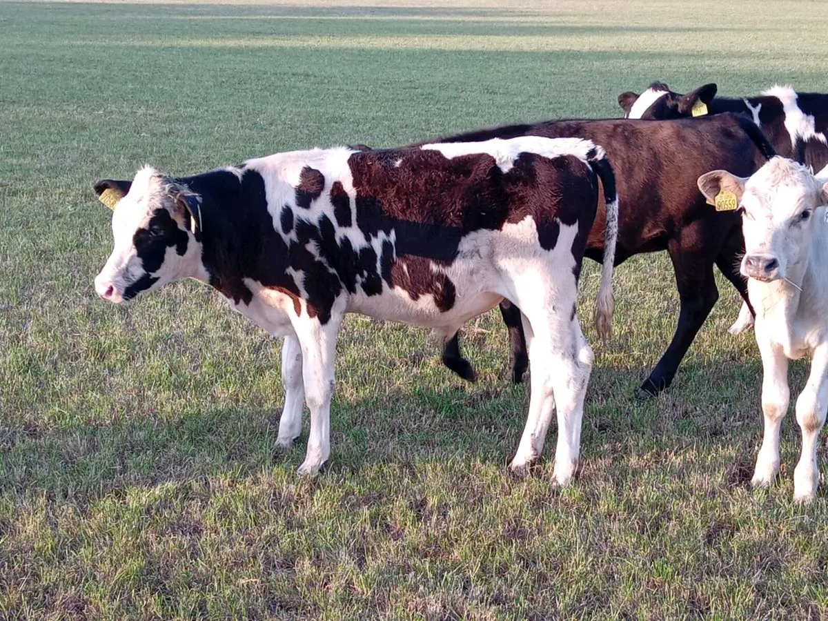 10 weanling bulls - Image 4