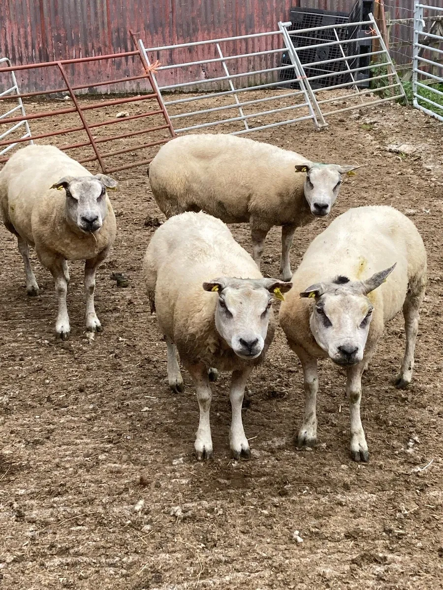 Beltex sheep. - Image 1