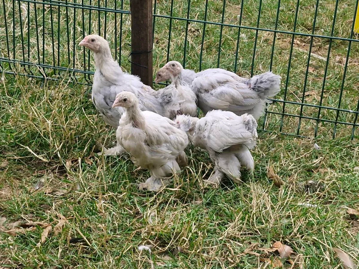 khaki campbell ducks & brahmas - Image 1