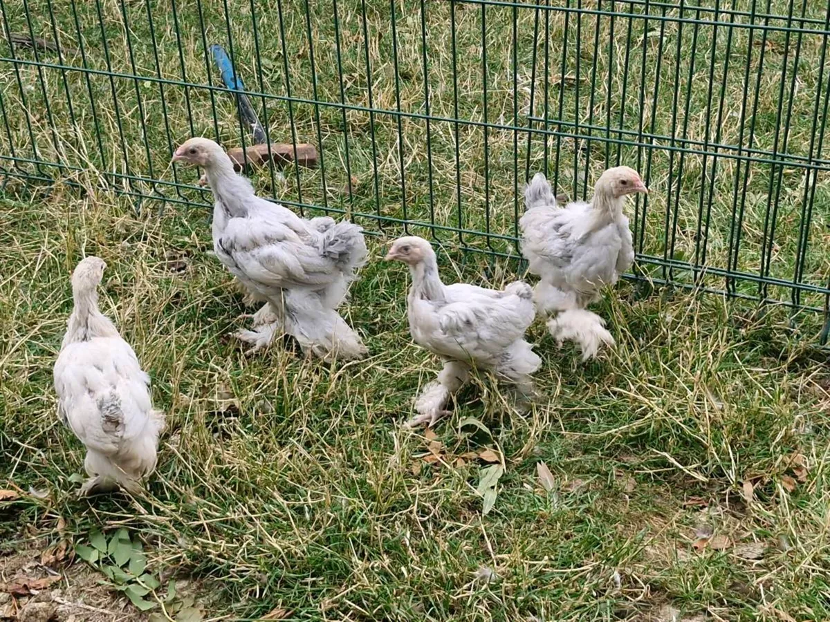 khaki campbell ducks & brahmas - Image 4