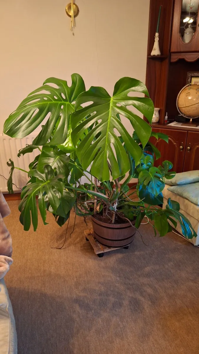 Plant - Image 3