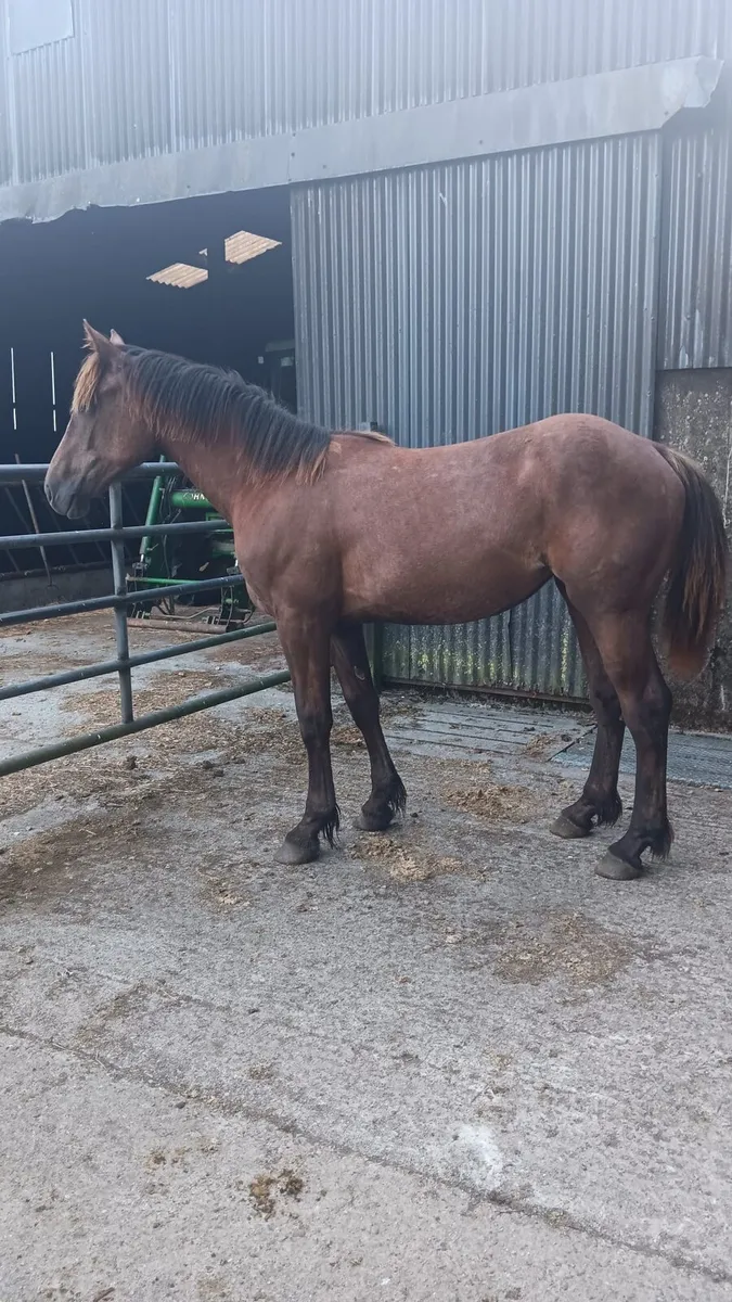 Irish Draught filly - Image 1