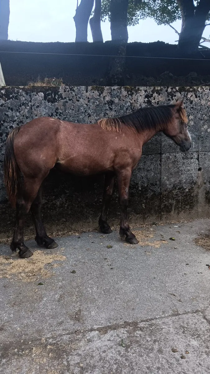 Irish Draught filly - Image 2