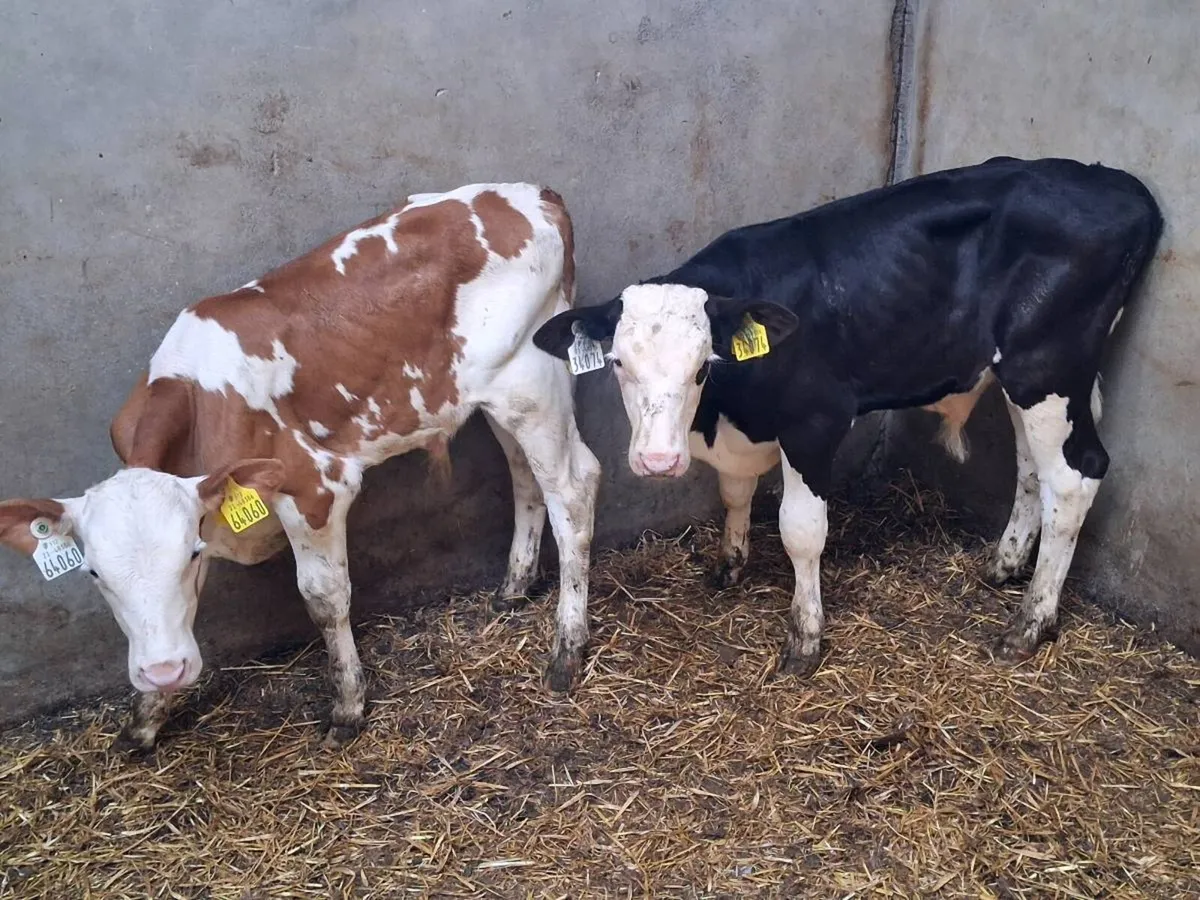 6 BULL CALVES FOR SALE - Image 2