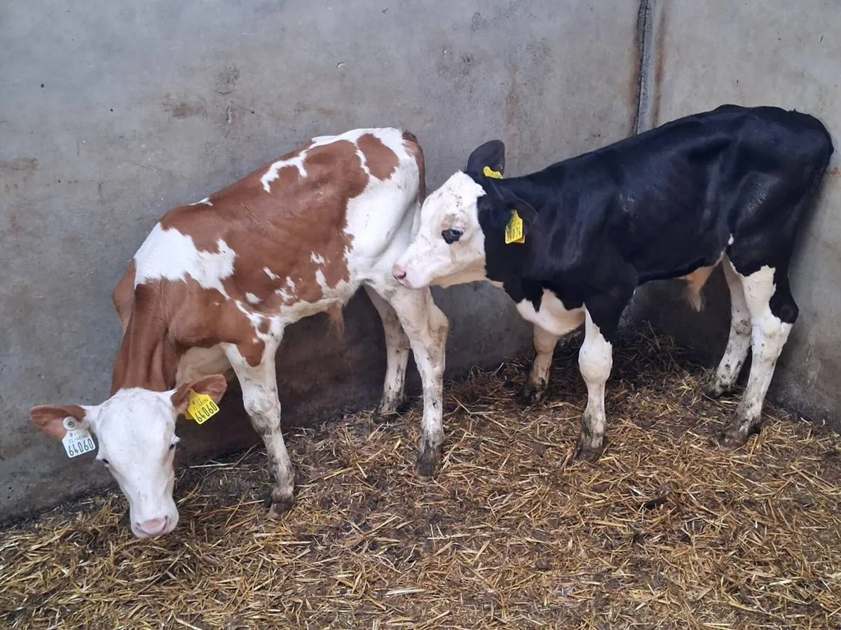 6 BULL CALVES FOR SALE - Image 3