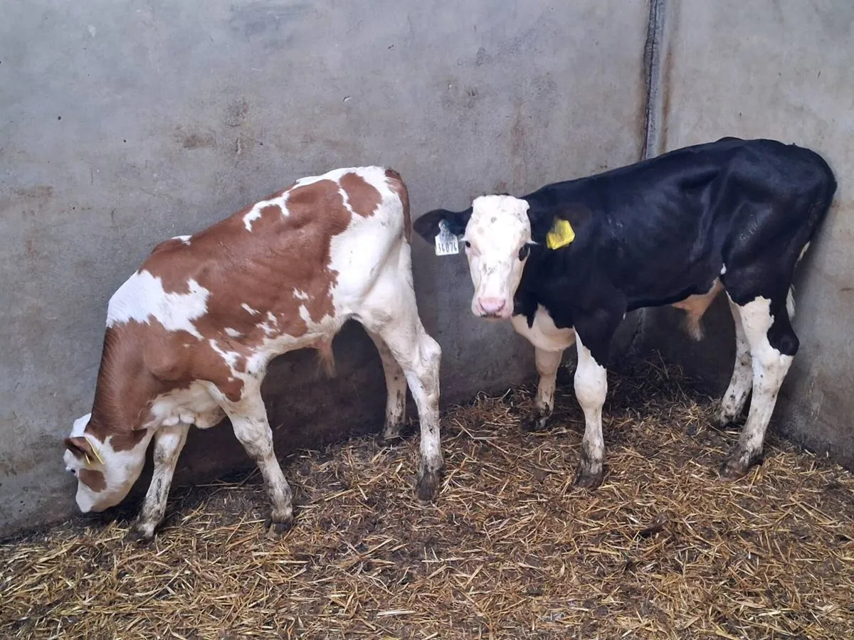 6 BULL CALVES FOR SALE - Image 4