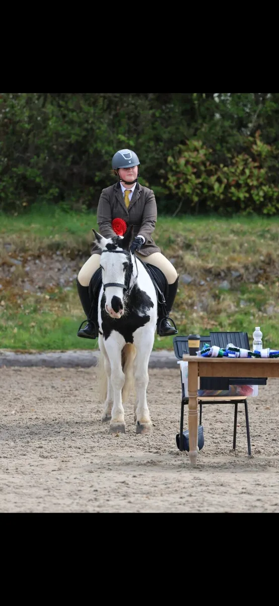 14hh/143cm All Rounder Pony - Image 1