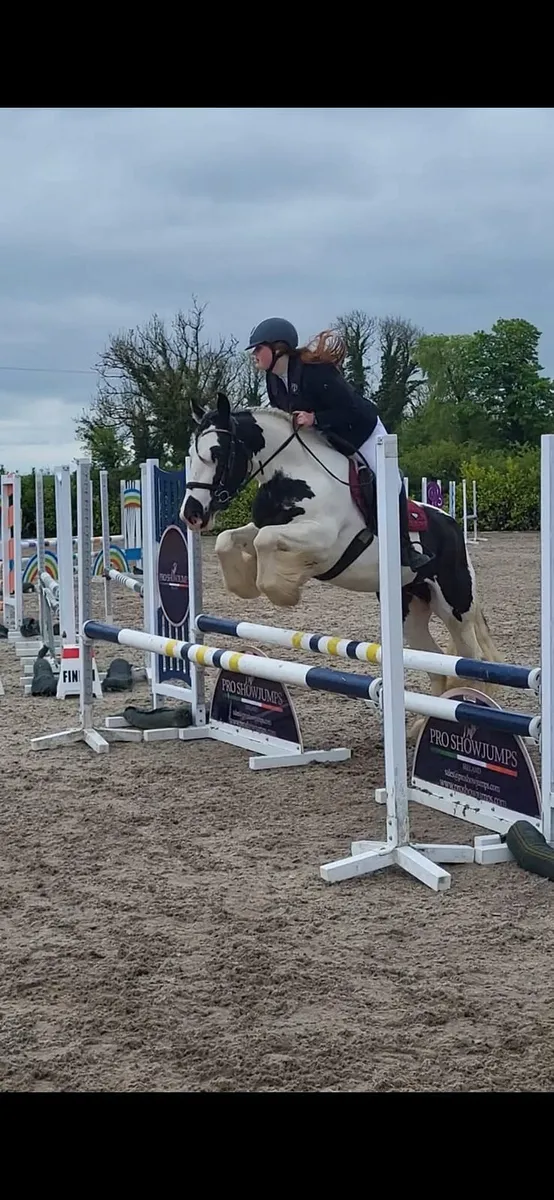 14hh/143cm All Rounder Pony - Image 2