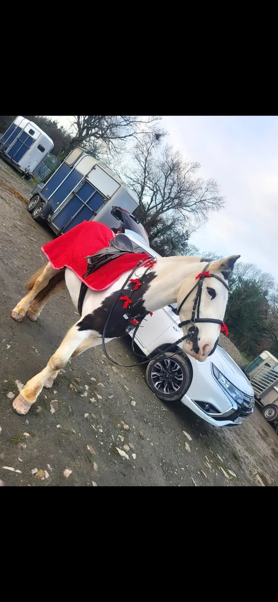 14hh/143cm All Rounder Pony - Image 3