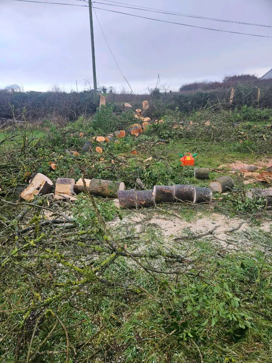 Timber splitting service - Image 2