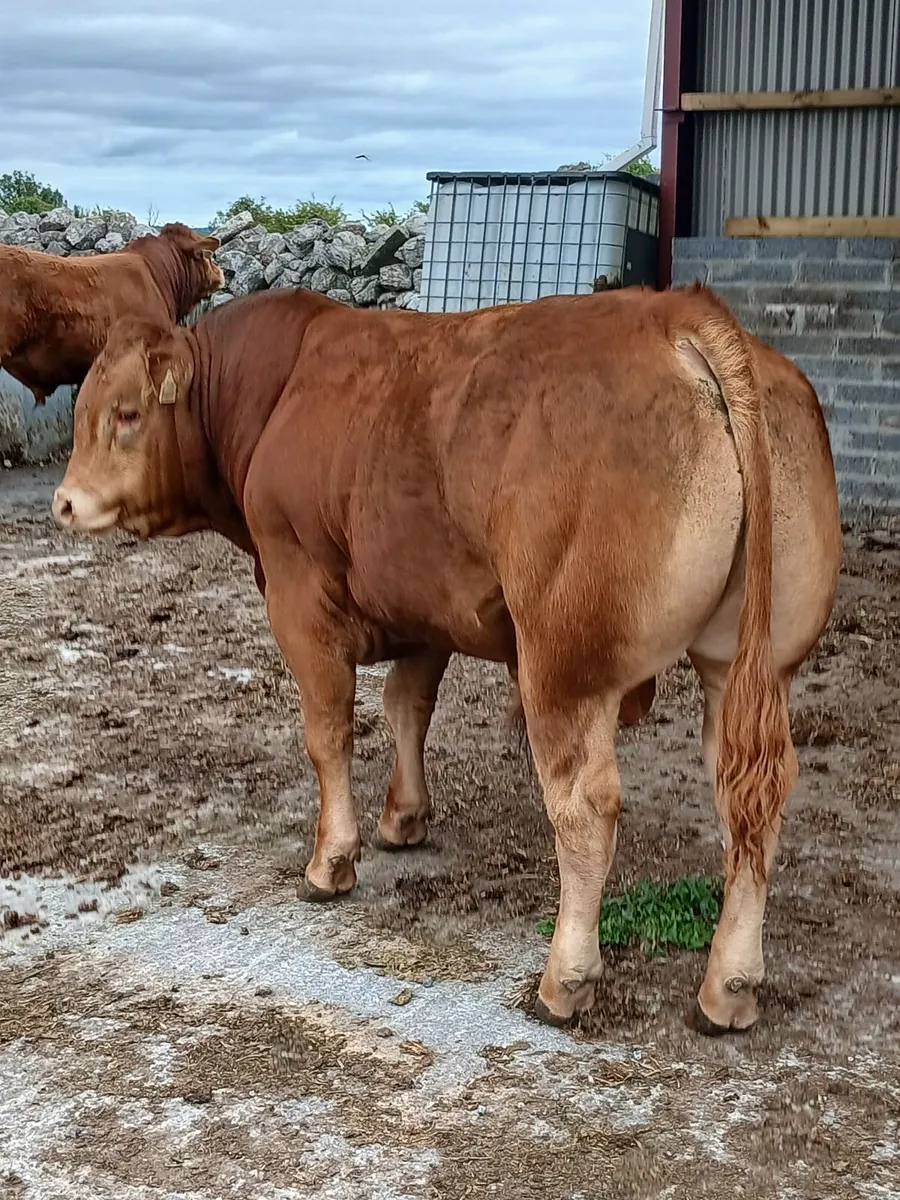 Pedigree limousin bulls - Image 2