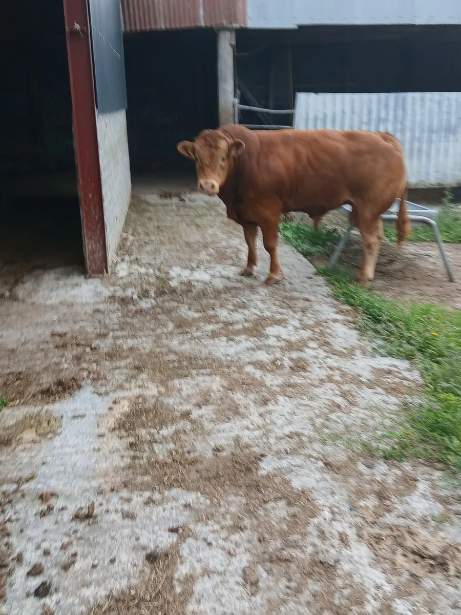 Pedigree limousin bulls for heifers - Image 2
