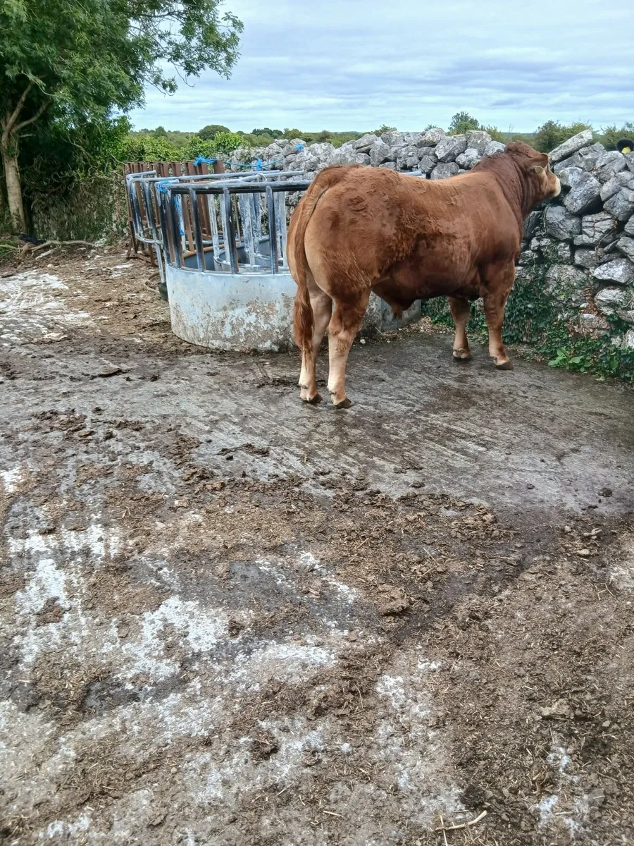 Pedigree limousin bulls - Image 1