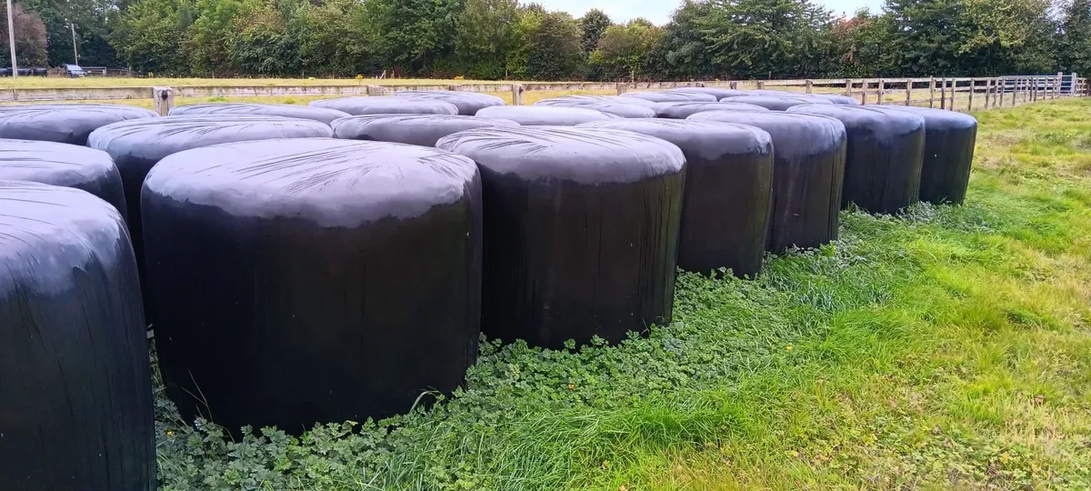Haylage - Image 2